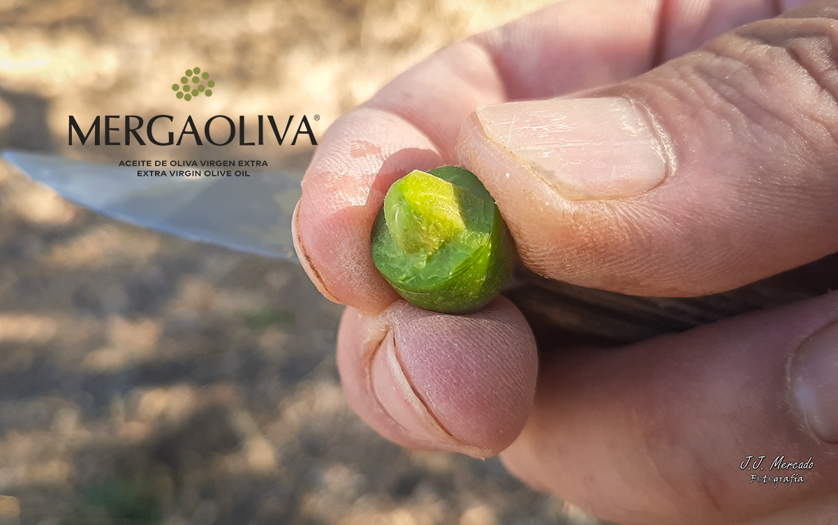 Mergaoliva: Picual variety olive green