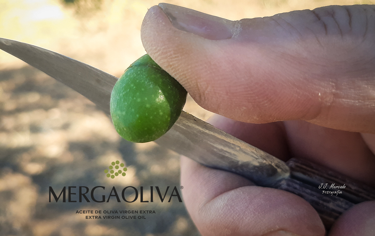 Mergaoliva: Picual variety olive