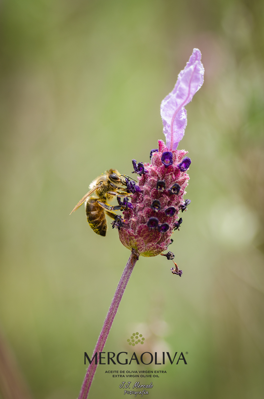 Bee collecting pollen. Mergaoliv