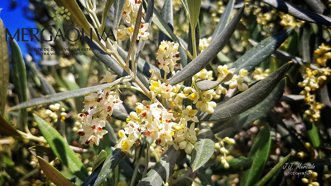 Mergaoliva. Olive flowers