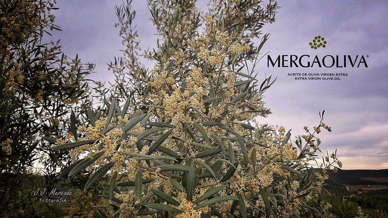 Olive blossom. Mergaoliva EVOO