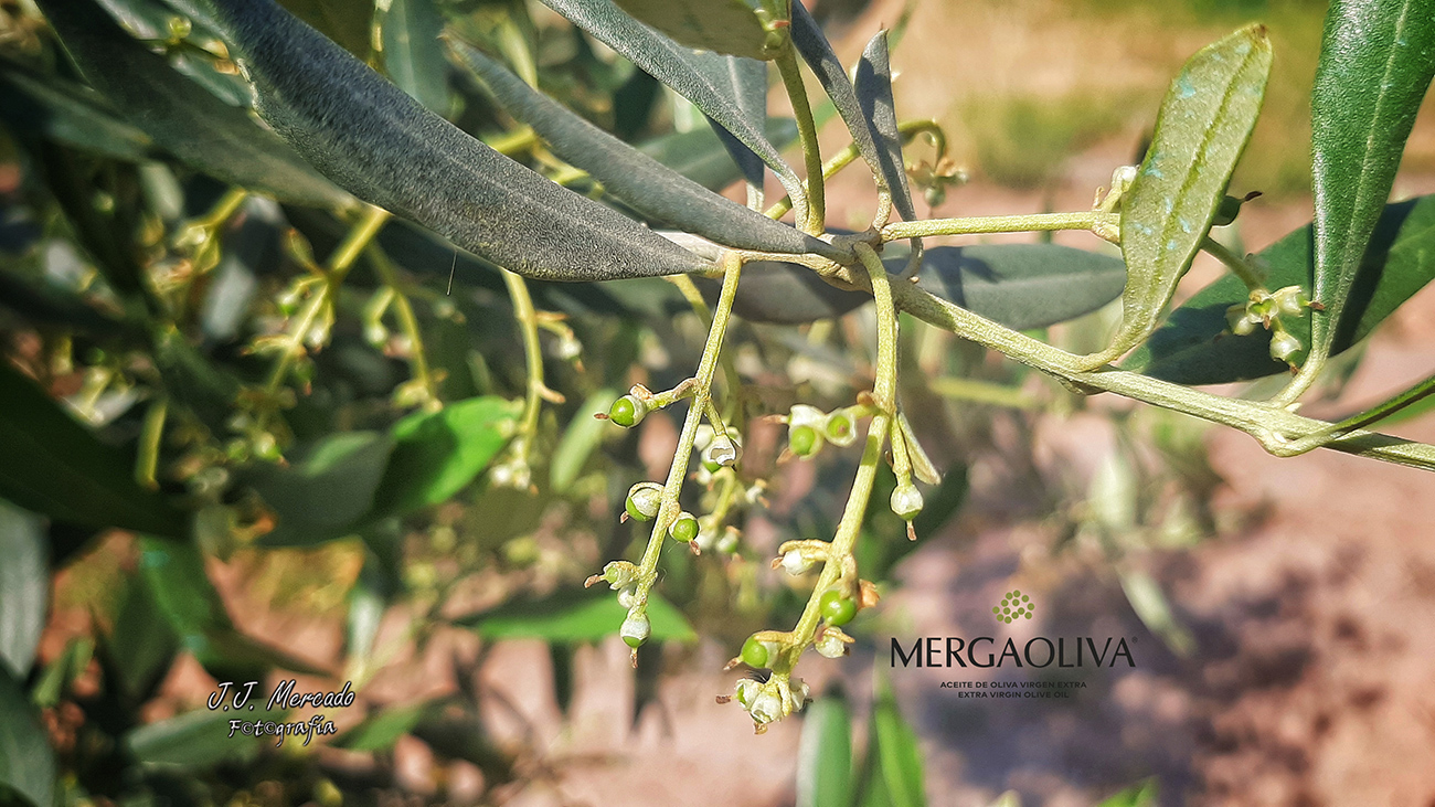 Flor del olivo. Mergaoliva AOVE