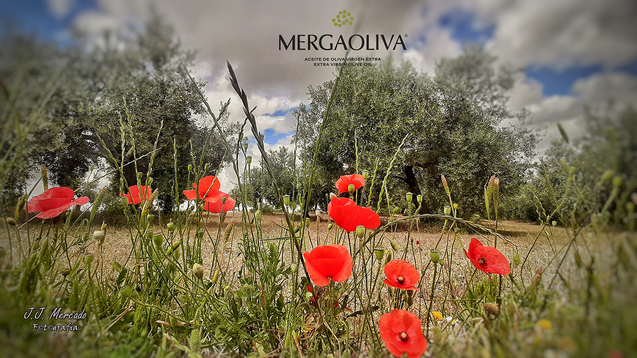 Mergaoliva. Vegetable cover. Poppies in olive grove.