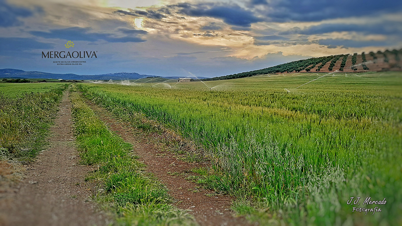 Jaén countryside landscape. Mergaoliva