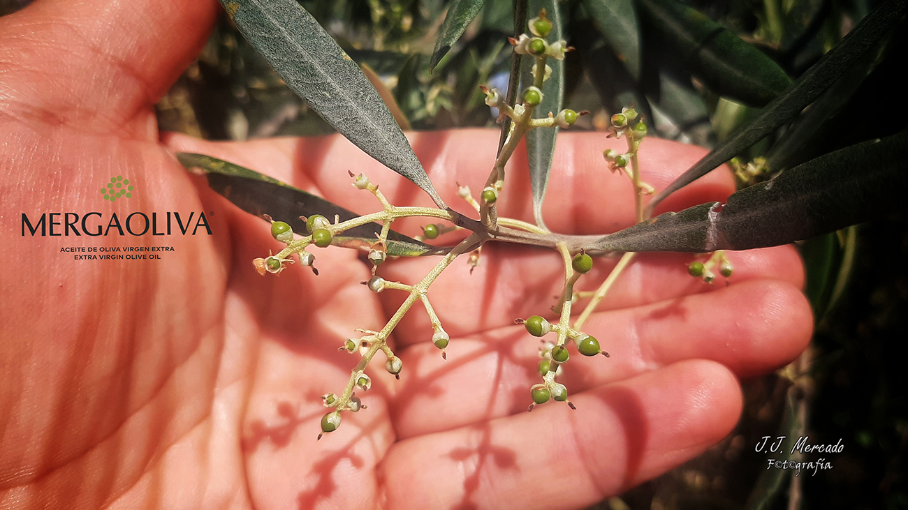 Mergaoliva emergence olive 2021