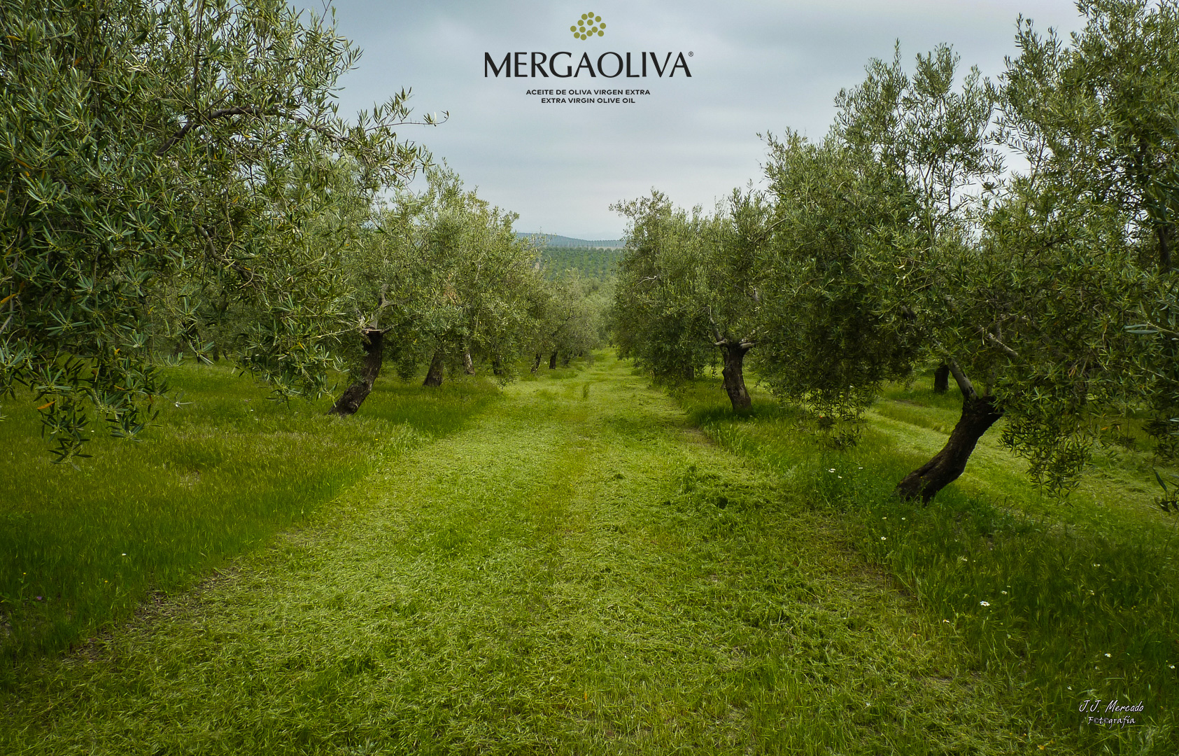 ecologic olive tree organic