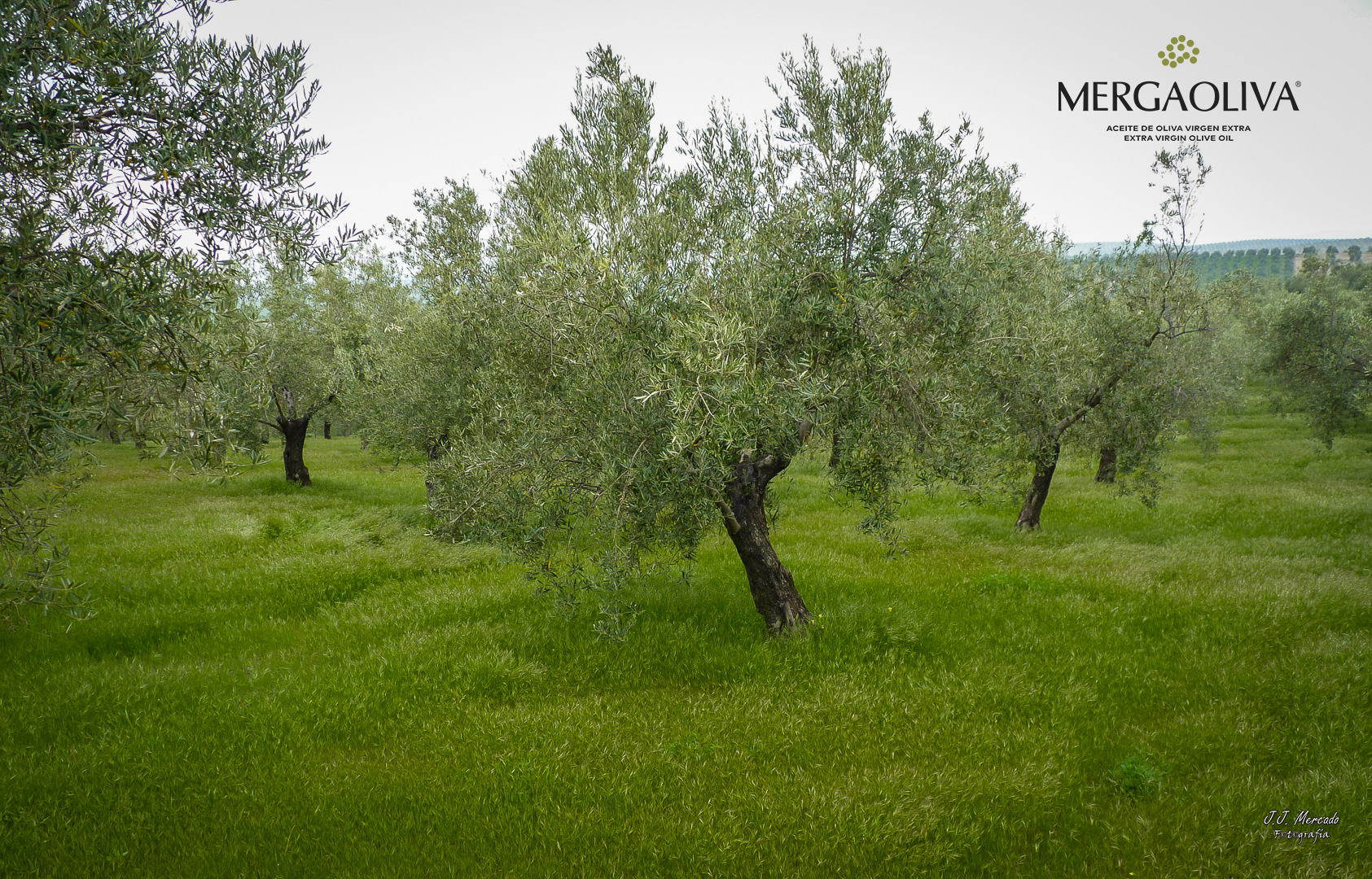 ecologic olive tree