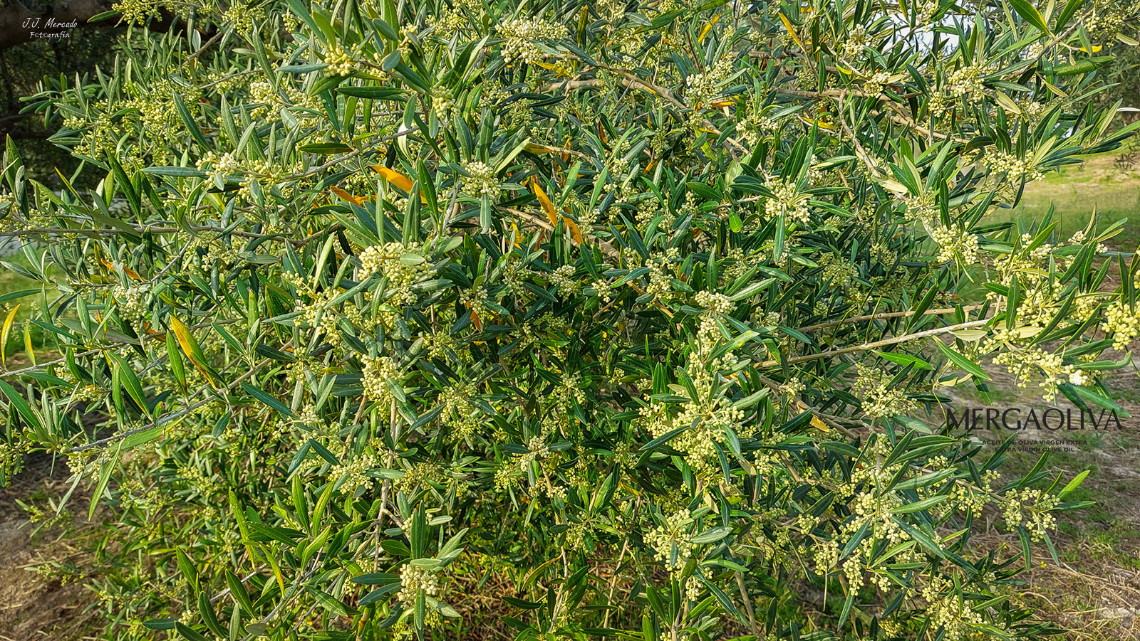 Olivo floracion mergaoliva