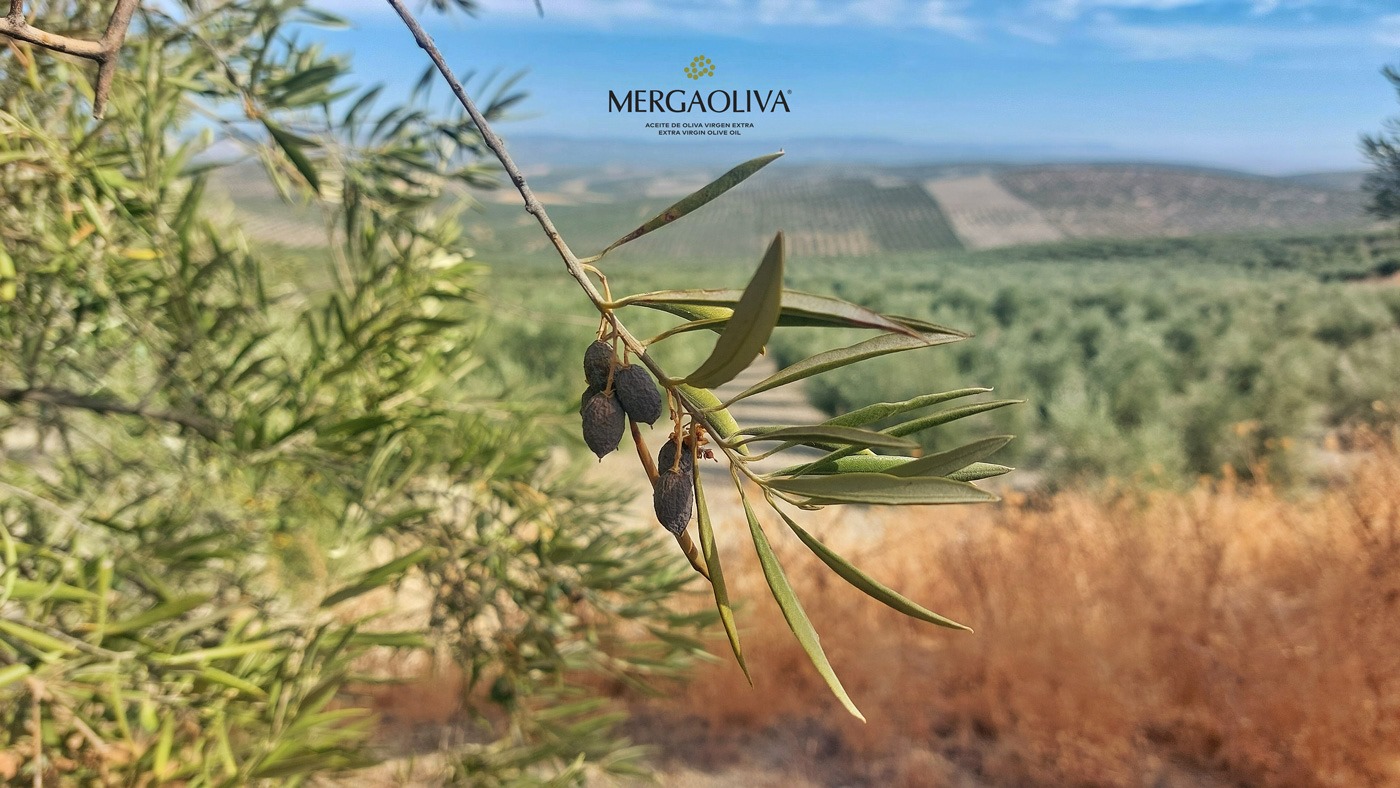 Olivar de secano. Aceituna deshidratada.