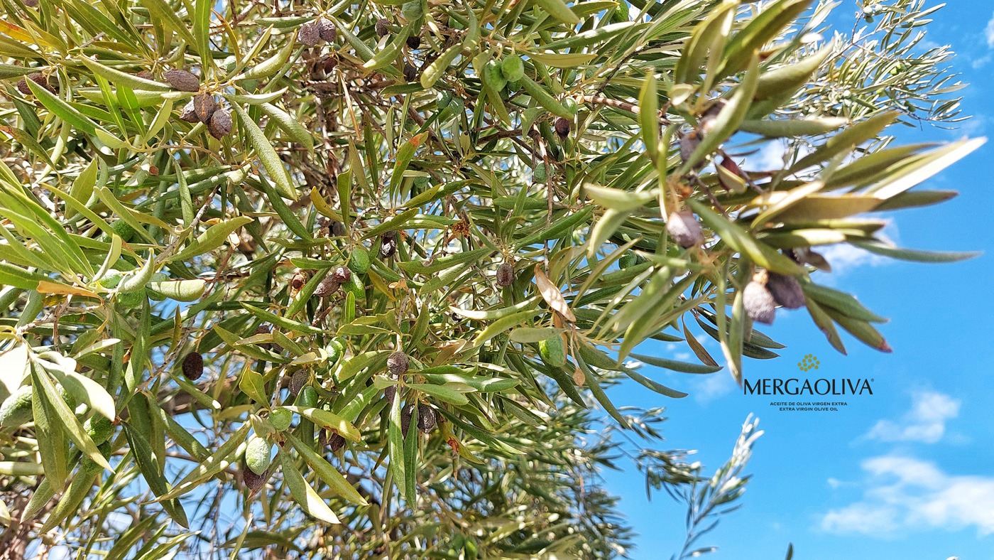 Estrés en el olivar de secano