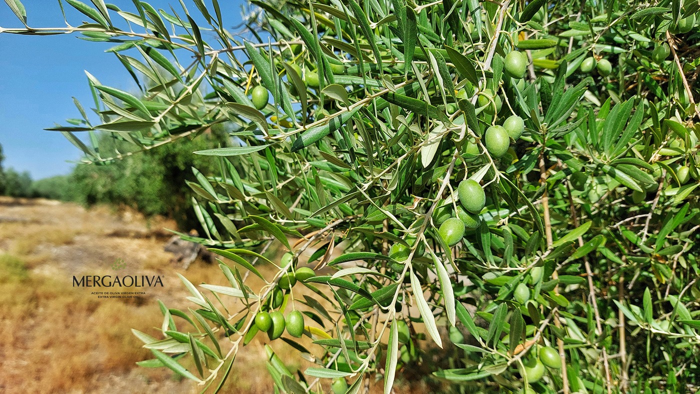 Aceituna verde. Aceite temprano.
