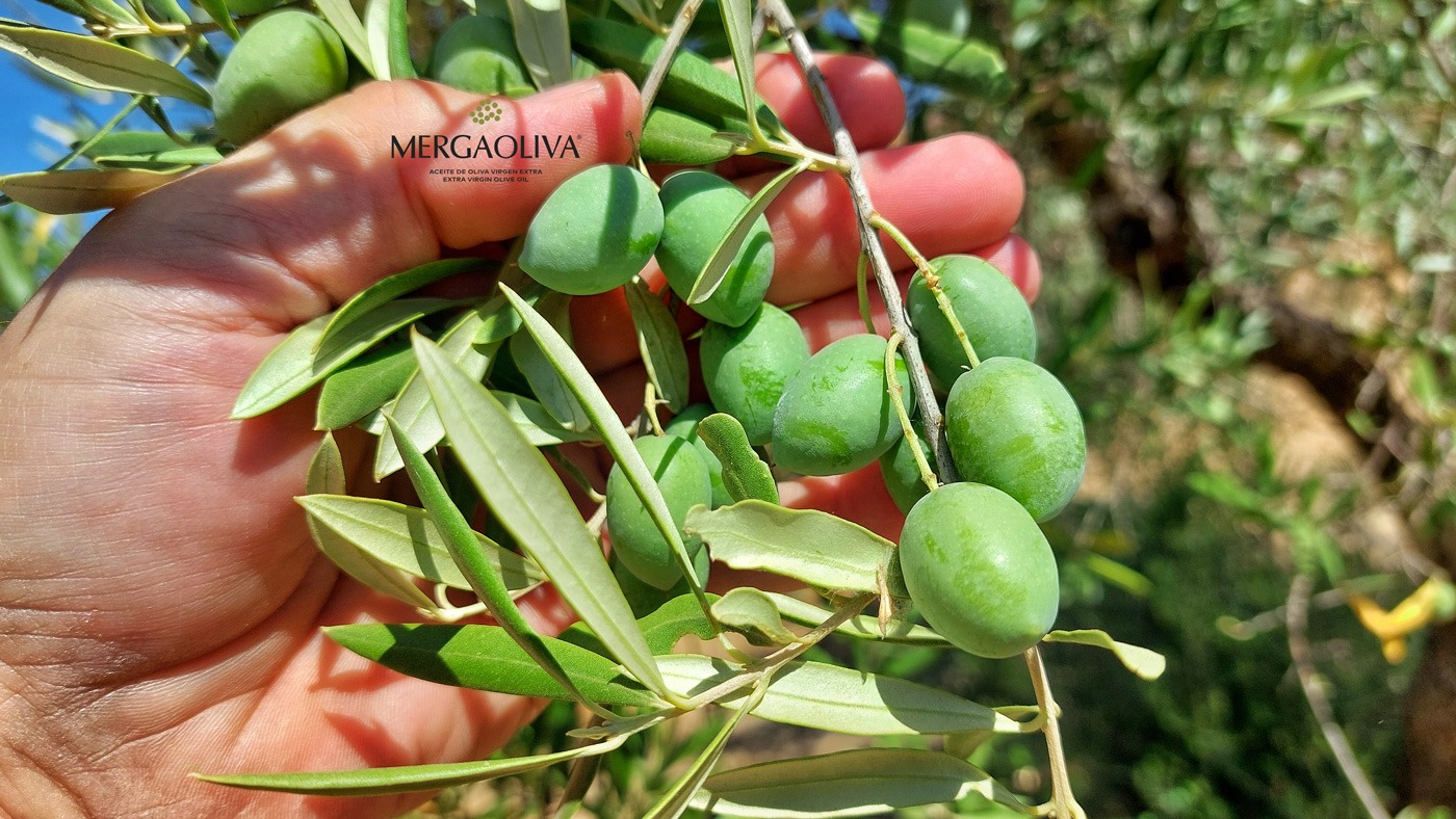 Aceite premium MERGAOLIVA