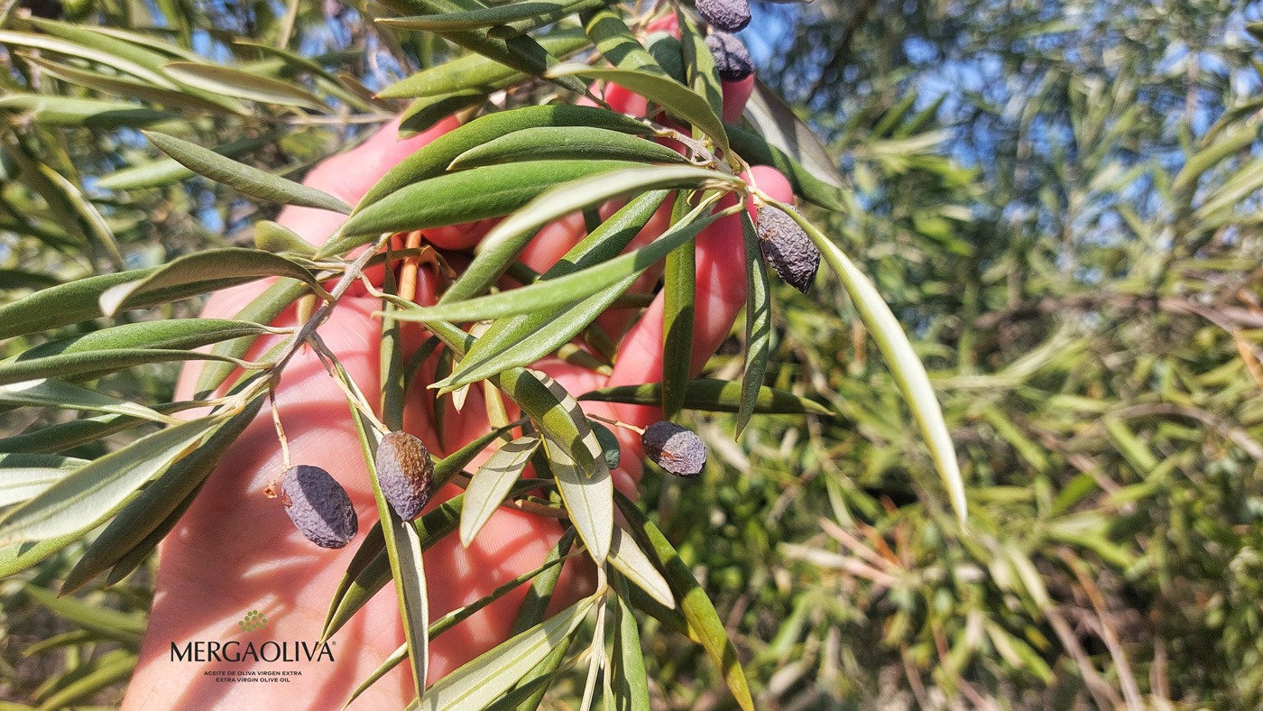 Olivar de secano. Estrés hídrico